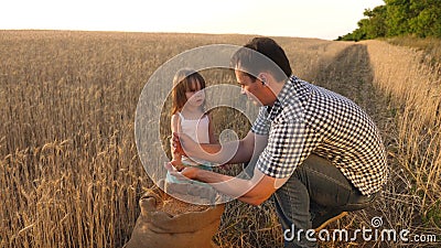 Dad is an agronomist and small child is playing with grain in a bag on wheat field. father farmer plays with little son Stock Photo