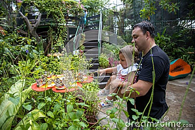 dad and daughter look at butterflies. father holds a little toddler girl in his arms in the butterfly park. tropical zoo Stock Photo
