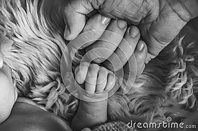 Dad`s strong hand touches the teeny tiny newborn baby`s hand Stock Photo