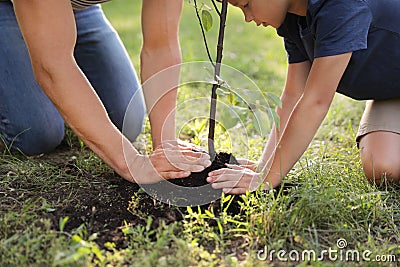 Dad and son planting tree in park, closeup Stock Photo