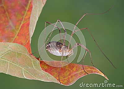 Daddy Long legs on leaf Stock Photo