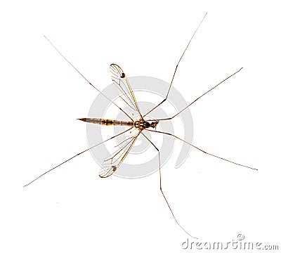 Daddy long legs, mosquito, - nephrotoma scalaris Stock Photo