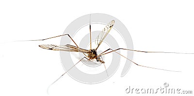 Daddy long legs, mosquito, - nephrotoma scalaris Stock Photo