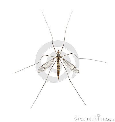 Daddy long legs, mosquito, - nephrotoma scalaris Stock Photo