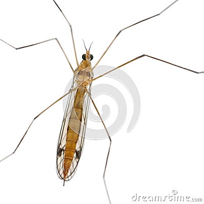 Daddy long legs, mosquito, - nephrotoma scalaris Stock Photo