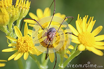 Daddy Long Legs on Ragworts Stock Photo