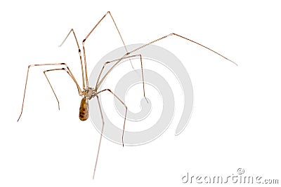 Daddy Long Legs Spider Stock Photo