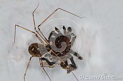 A Daddy Longleg spider overpowers a tarantula. Stock Photo