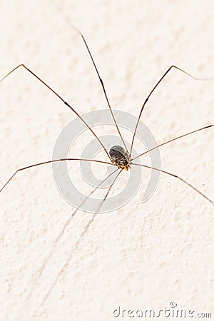 Daddy Longlegs Stock Photo