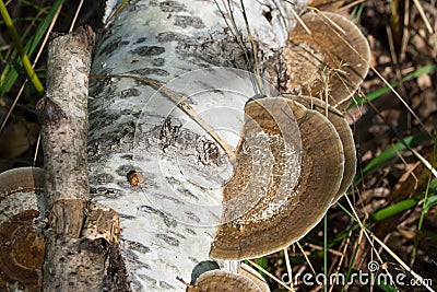Daedaleopsis confragosa, blushing bracket fungus on birch fallen tree Stock Photo