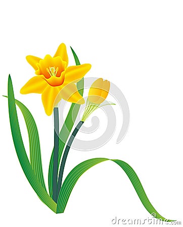 Daffodil Cartoon Illustration