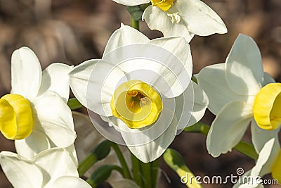 Daffodil `Avalanche Stock Photo