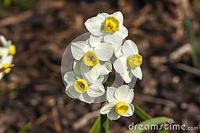 Daffodil `Avalanche Stock Photo