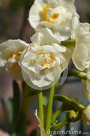 Daffodil Cheerfulness Stock Photo