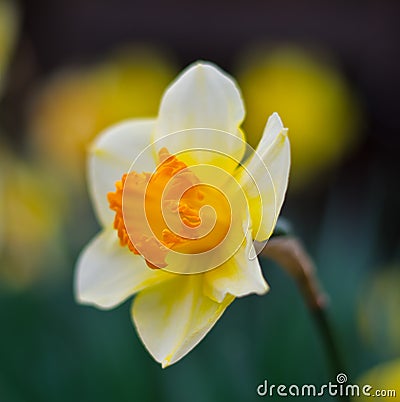 Daffodil Close Up Stock Photo