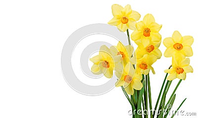 Daffodil Stock Photo