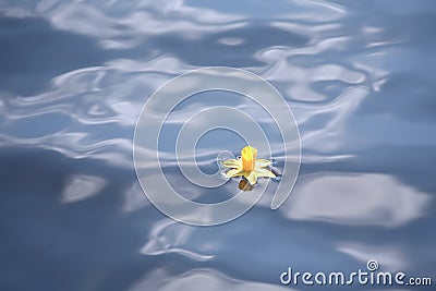 Daffodil drifting in blue water Stock Photo