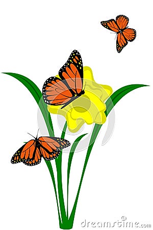 Daffodil flower Vector Illustration