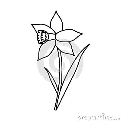 Daffodil flower leaf bloom thin line Vector Illustration