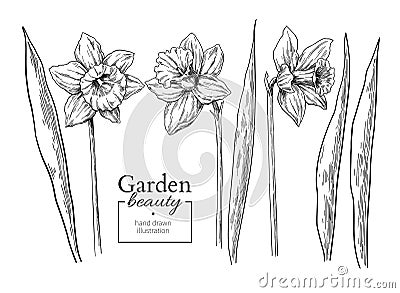 Daffodil flower and leaves drawing. Vector hand drawn engraved f Vector Illustration