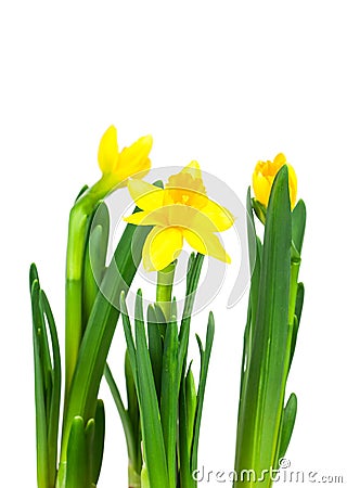 Daffodil flower or narcissus bouquet Stock Photo