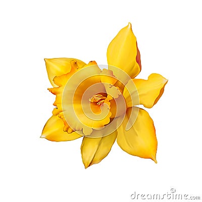 Daffodil flower or narcissus isolated on white Stock Photo