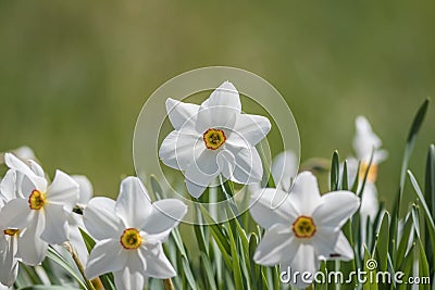 Daffodil flower Pheasant`s Eye a classic white flower with short and small yellow cup Stock Photo