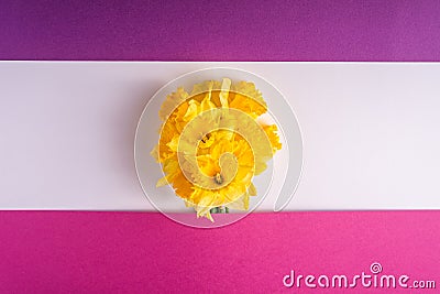Daffodil flowers bouquet on creative layout white, pink and purple background Stock Photo