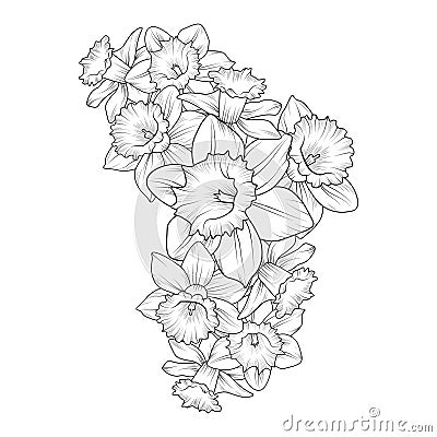 daffodil flowers illustration coloring page, simplicity, Embellishment, monochrome, vector art, blossom daffodil doodle atr Vector Illustration