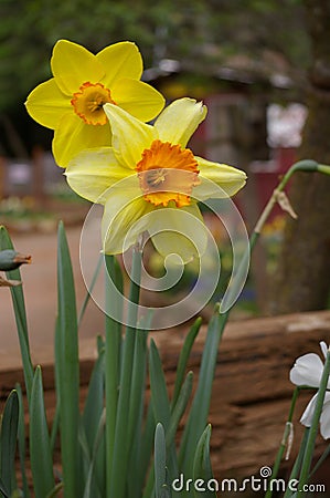 Daffodil Hill in Volcano, California Stock Photo