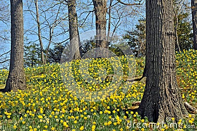 Daffodil HIll Stock Photo