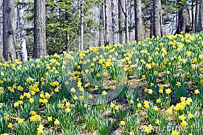 Daffodil HIll Stock Photo