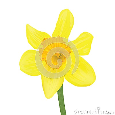 Daffodil isolated over white. Stock Photo