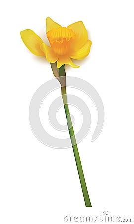 Daffodil isolated over white. Stock Photo