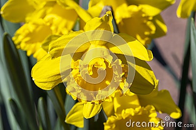 Daffodil `Mando Stock Photo