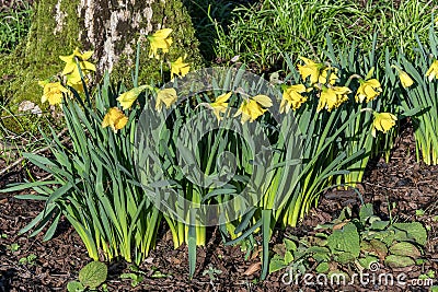 Daffodil (narcissus) 'Early Sensation Stock Photo