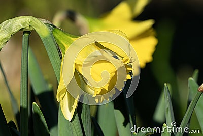 Daffodil (narcissus) 'Early Sensation Stock Photo