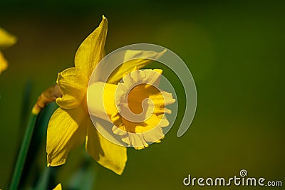 Daffodil (Narcissus) Stock Photo