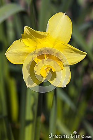 Daffodil narcissus `Mando` Stock Photo