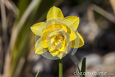 Daffodil narcissus `Pencrebar` Stock Photo