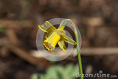 Daffodil narcissus Stock Photo