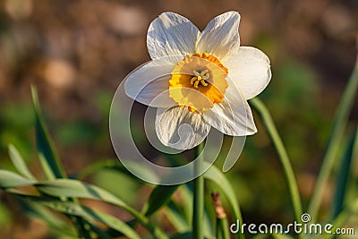 Daffodil narcissus spring flowers Stock Photo