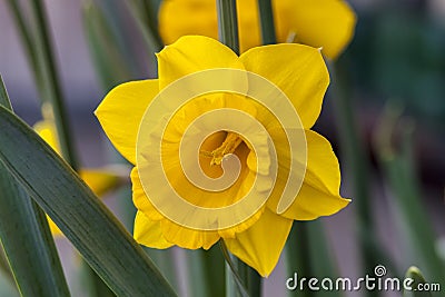 Daffodil narcissus `Welsh Warrior` Stock Photo