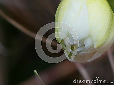 The Daffodil Opens Despite our Stressful Times Stock Photo