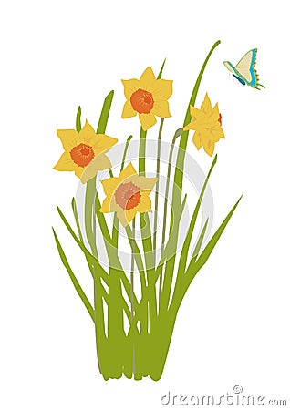 Daffodil plant in bloom with b Vector Illustration