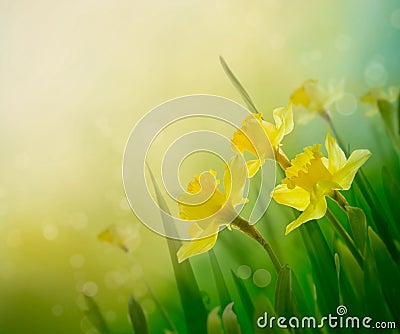 Daffodil spring background Stock Photo