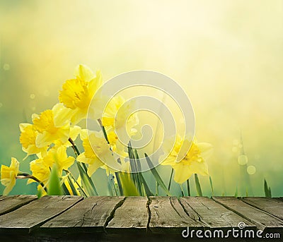 Daffodil spring background Stock Photo