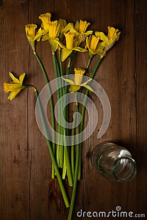 Daffodil. Spring flowers. Narcissus blooming. Stock Photo