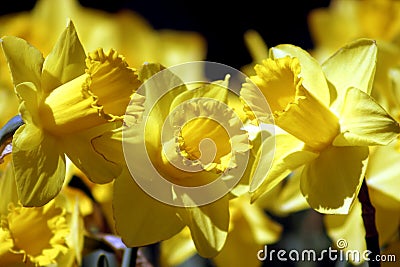 Daffodil Trio Stock Photo