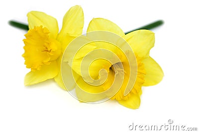 Daffodil Twins Stock Photo